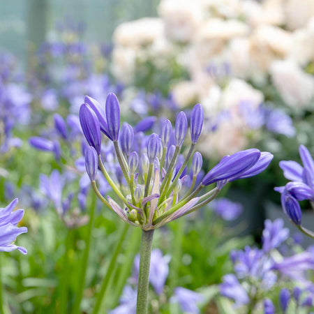 Agapanthus Plant 'Charlotte'