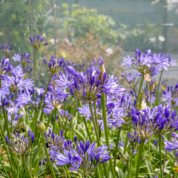 Agapanthus Plant 'Charlotte'