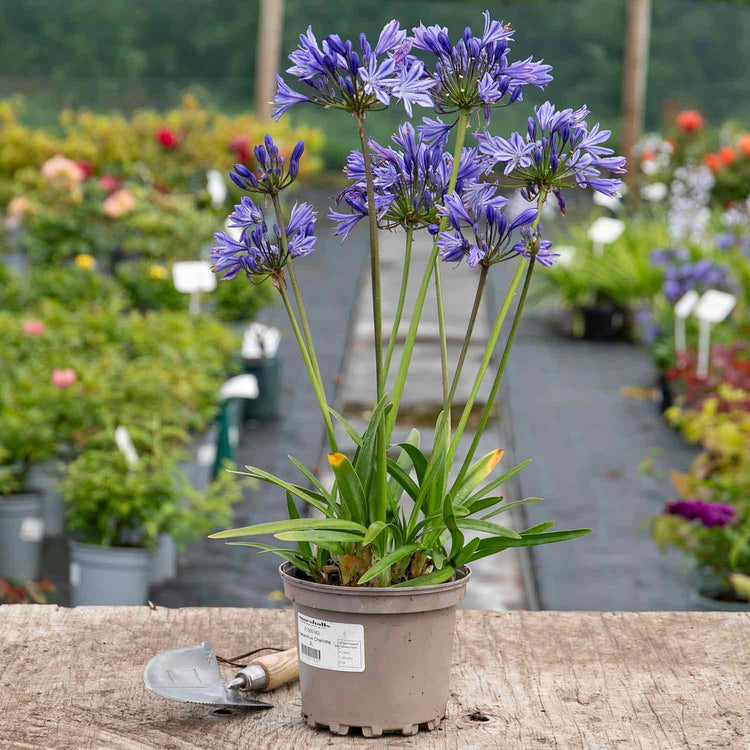 Agapanthus Plant 'Charlotte'