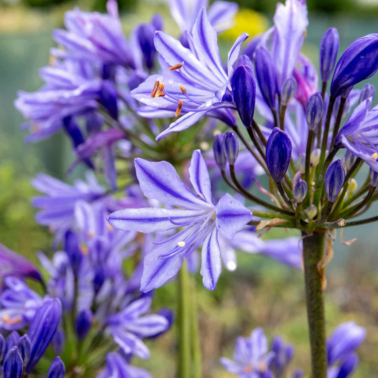 Agapanthus Plant 'Charlotte'