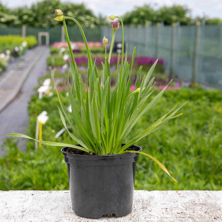 Allium Plant 'Millennium'