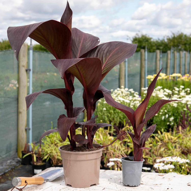 tropicana plant indoors Canna Plant 'Tropicana Black'