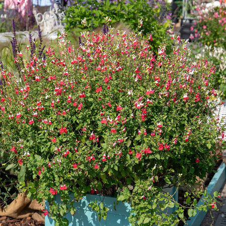 Salvia Plant 'Hot Lips'