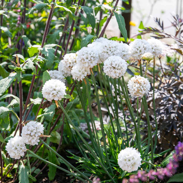 Armeria Plant 'Dreameria Dream Clouds'