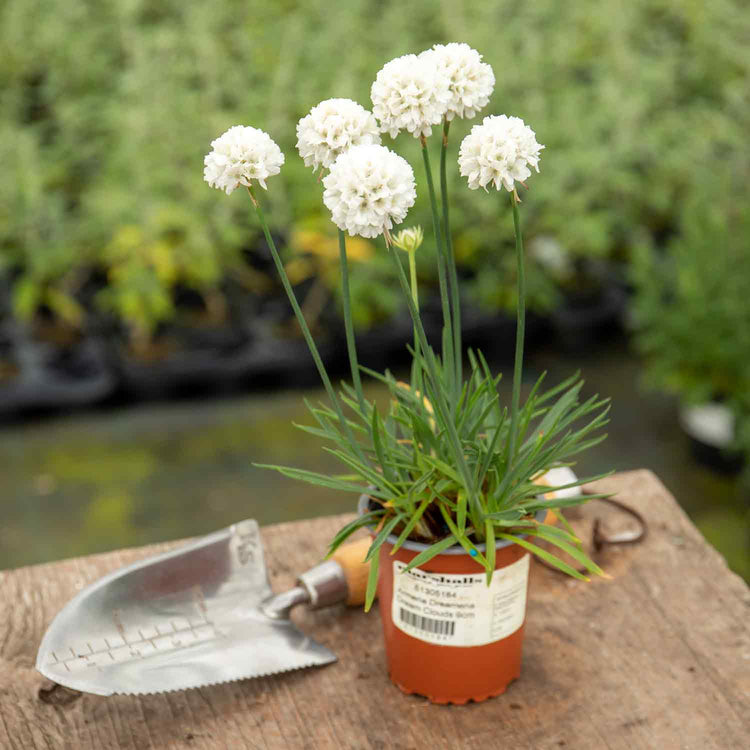 Armeria Plant 'Dreameria Dream Clouds'