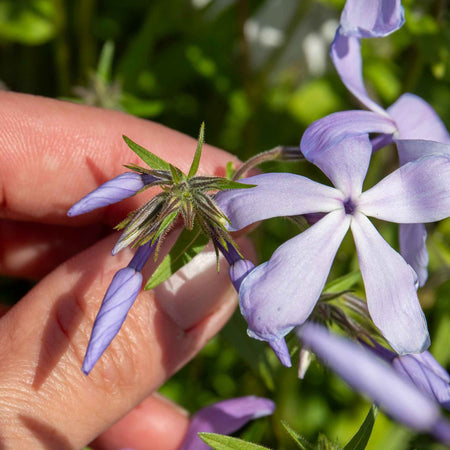Phlox Collection