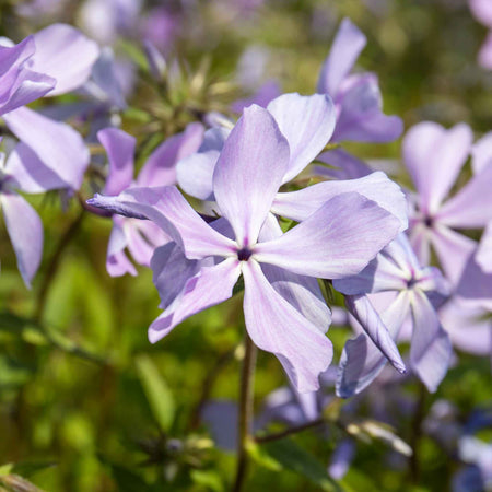 Phlox Collection