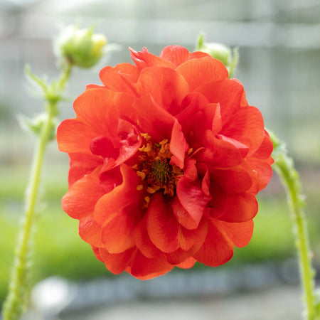 Geum Plant Double 'Blazing Sunset'