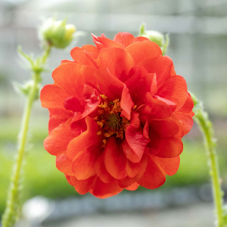 Geum Plant Double 'Blazing Sunset'