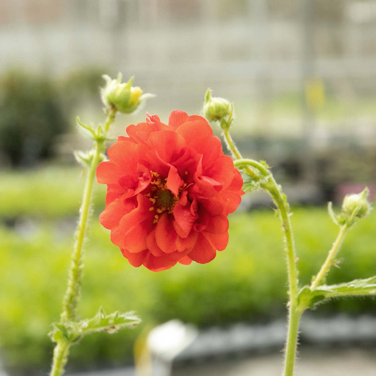 Geum Plant Double 'Blazing Sunset'