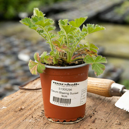 Geum Plant Double 'Blazing Sunset'