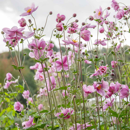 Anemone Plant 'Loreley'