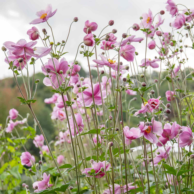 Anemone Plant 'Loreley'