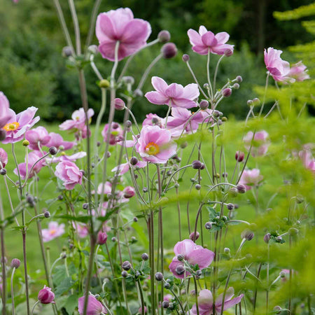 Anemone Plant 'Loreley'