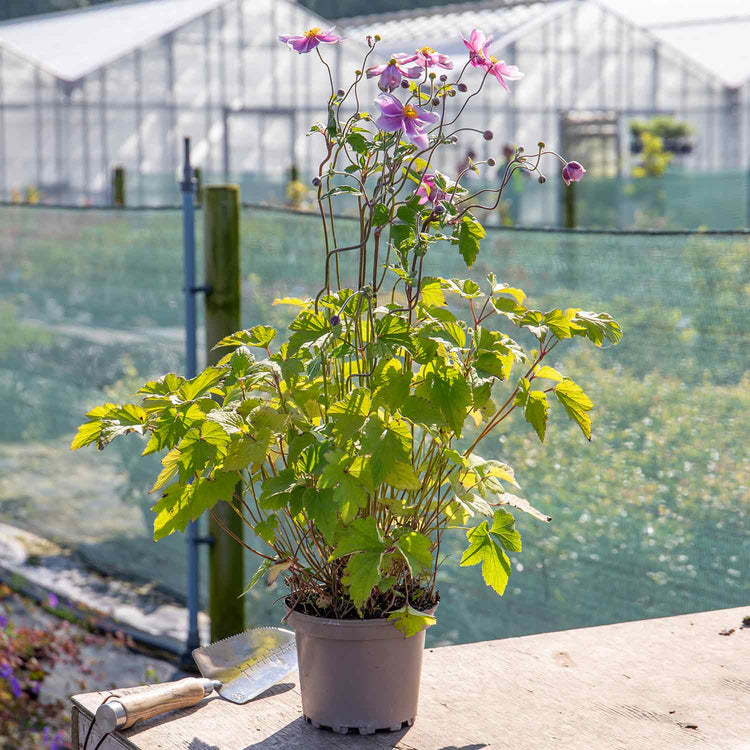 anemone potted plant Anemone Plant 'Loreley'