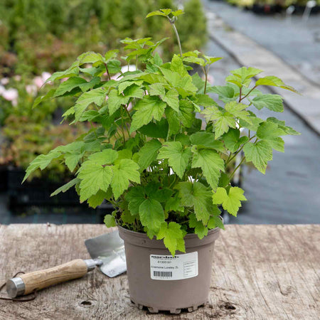 Anemone Plant 'Loreley'