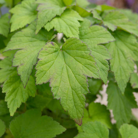 Anemone Plant 'Loreley'