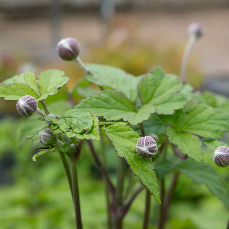 Anemone Plant 'Loreley'