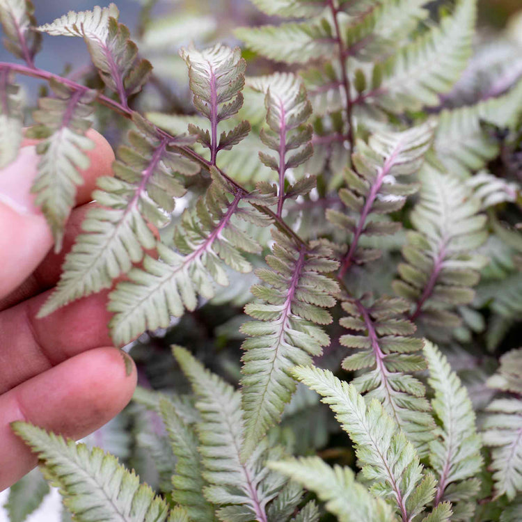 Athyrium Plant 'Niponicum Red Beauty'