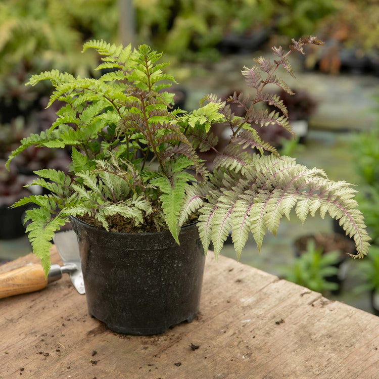 Athyrium Plant 'Niponicum Red Beauty'