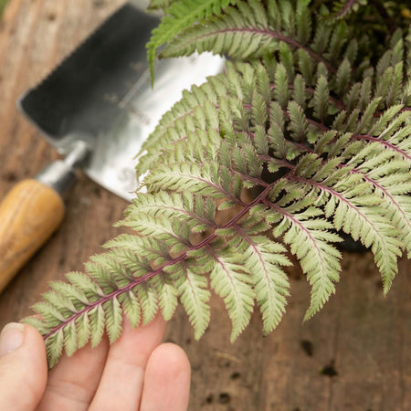 Athyrium Plant 'Niponicum Red Beauty'