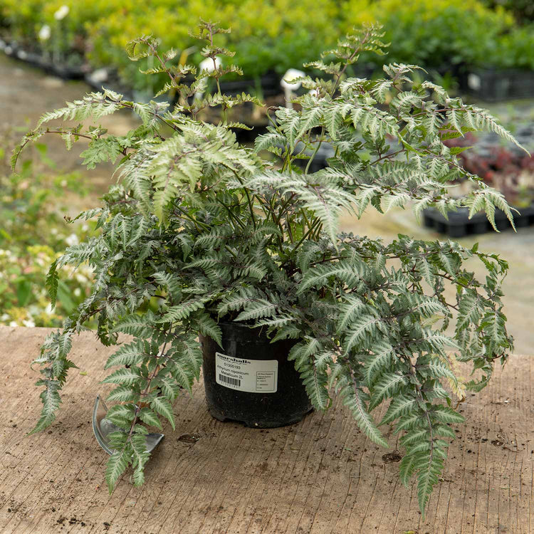 Athyrium Plant 'Niponicum Metallicum'