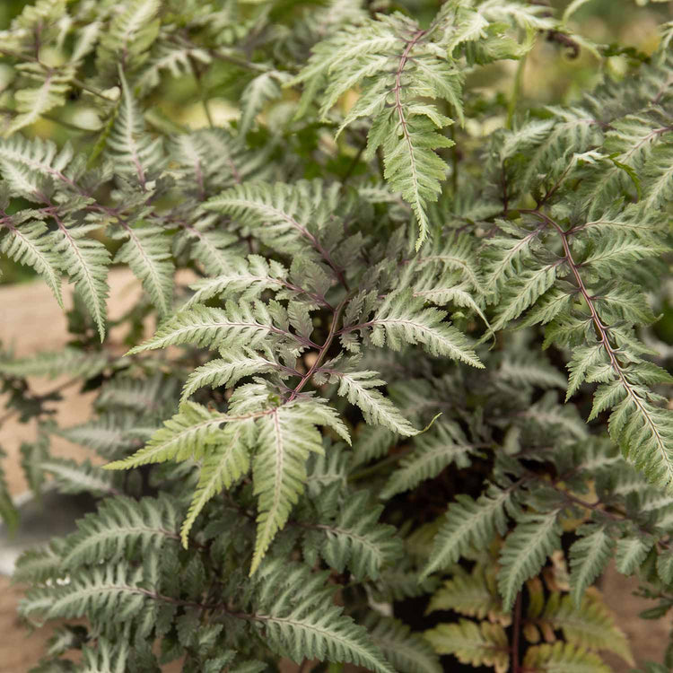 Athyrium Plant 'Niponicum Metallicum'