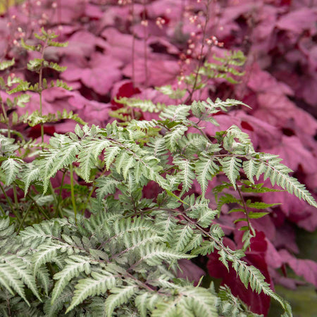 Athyrium Plant 'Niponicum Metallicum'