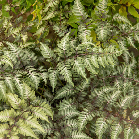 Athyrium Plant 'Niponicum Metallicum'