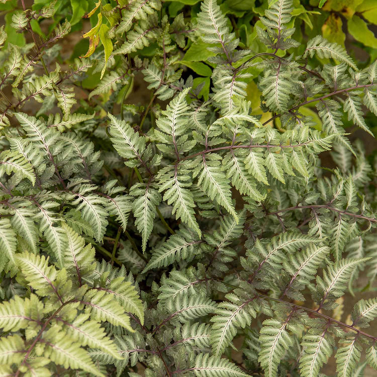 Athyrium Plant 'Niponicum Metallicum'