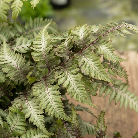 Athyrium Plant 'Niponicum Metallicum'