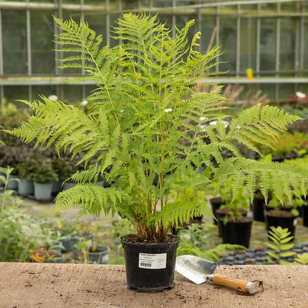 Athyrium Plant 'Filix Femina Lady in Red'