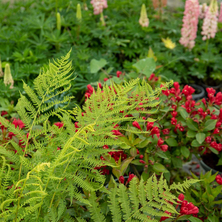 Athyrium Plant 'Filix Femina Lady in Red'