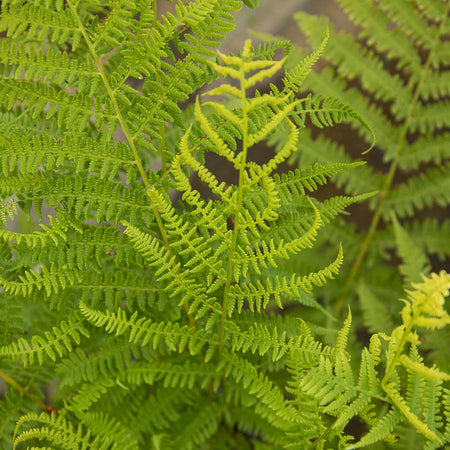 Athyrium Plant 'Filix Femina Lady in Red'