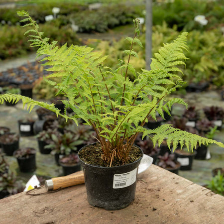 Athyrium Plant 'Filix Femina Lady in Red'