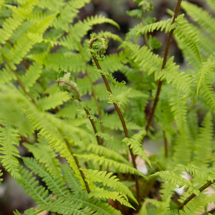 Athyrium Plant 'Filix Femina Lady in Red'