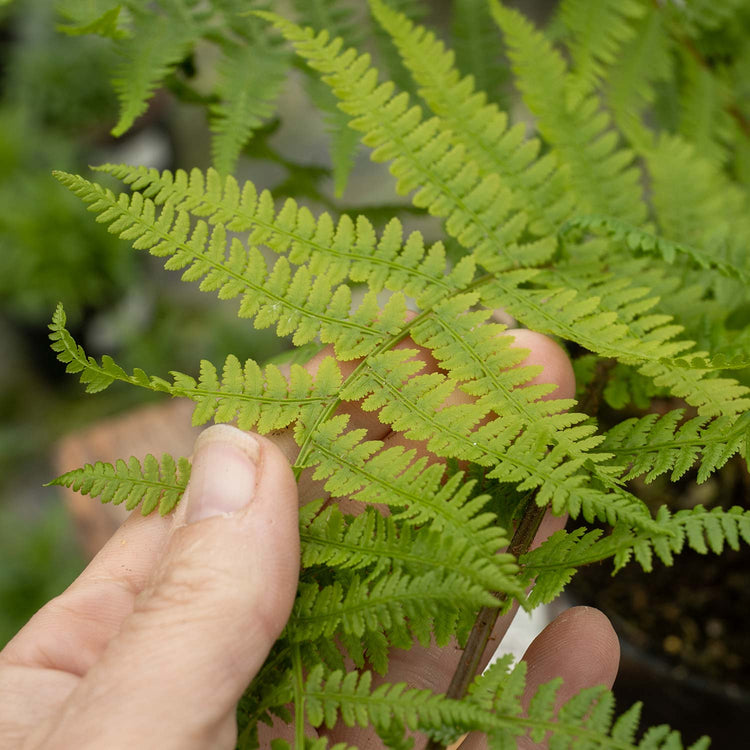 Athyrium Plant 'Filix Femina Lady in Red'