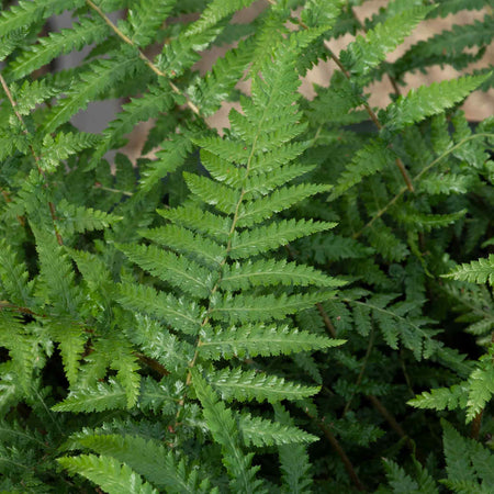 Fern Plant 'Dicksonia Antarctica'