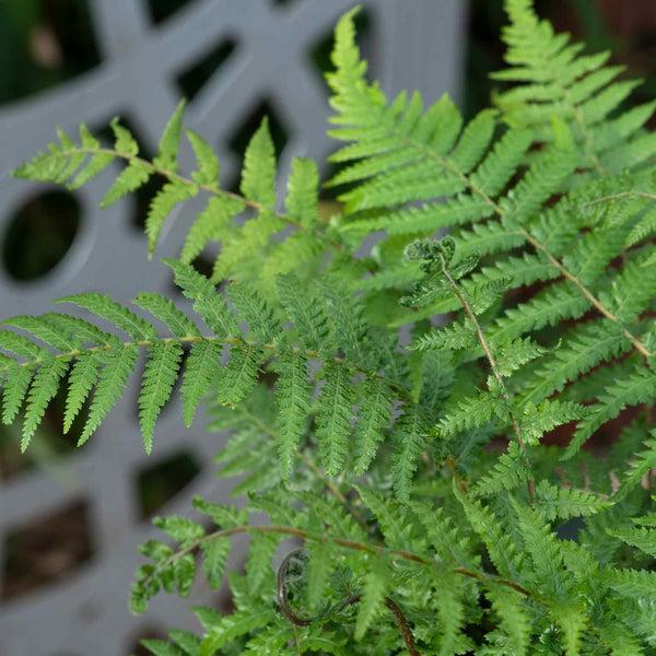 Fern Plant 'Dicksonia Antarctica'