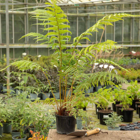 Fern Plant 'Dicksonia Antarctica'