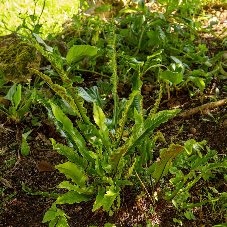 Fern Plant 'Asplenium Scolopendrium'