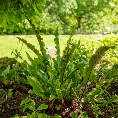 Fern Plant 'Asplenium Scolopendrium'