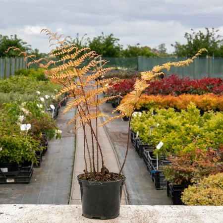 Dryopteris Plant 'Erythrosora'