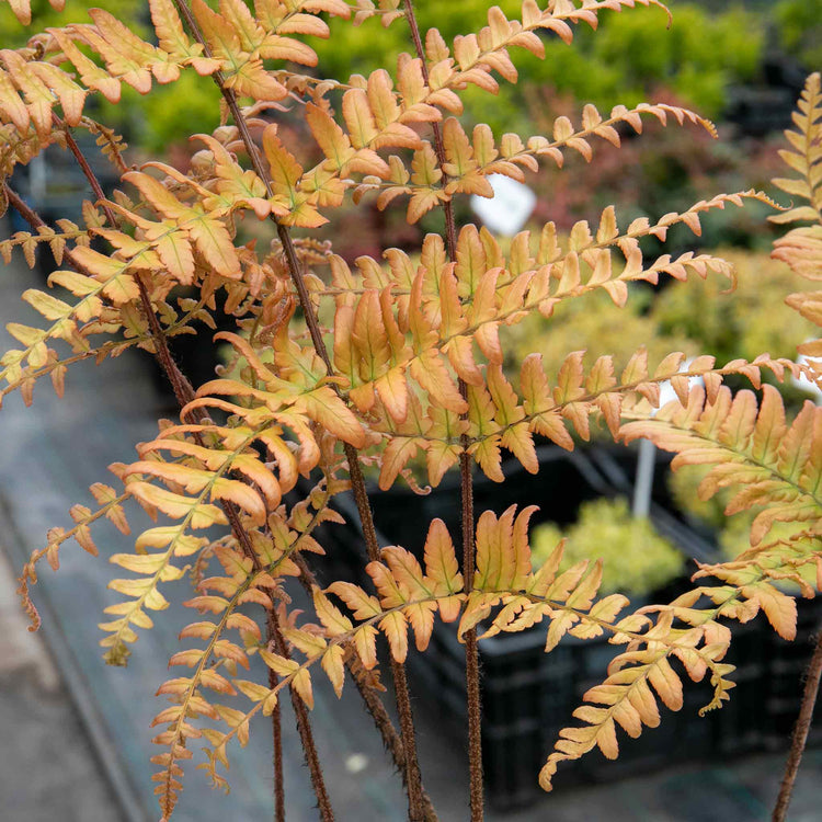 Dryopteris Plant 'Erythrosora'