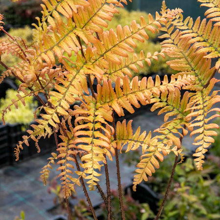 Dryopteris Plant 'Erythrosora'