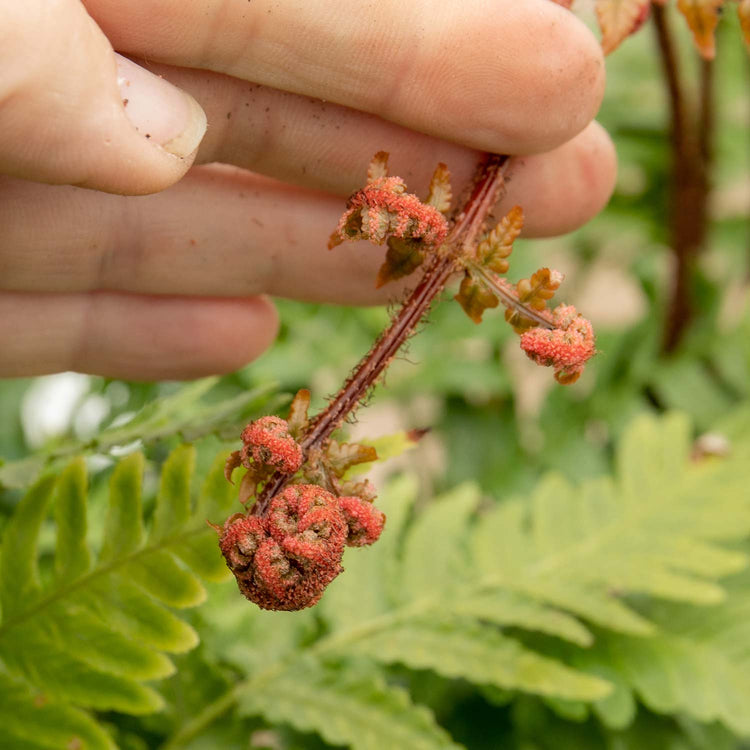 Dryopteris Plant 'Erythrosora'