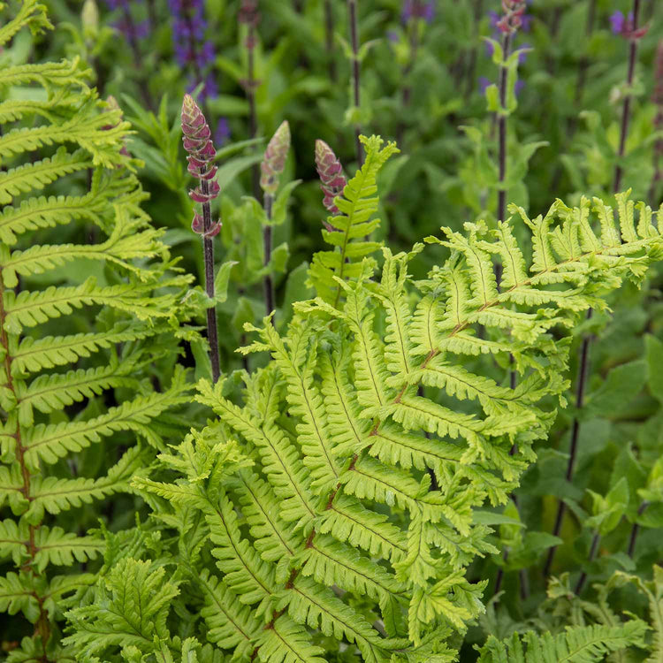 Dryopteris Plant 'Affinis Cristata The King'