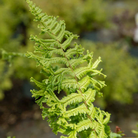 Dryopteris Plant 'Affinis Cristata The King'