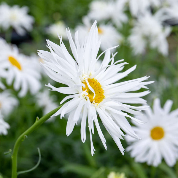 Leucanthemum Plant 'Crazy Daisy'