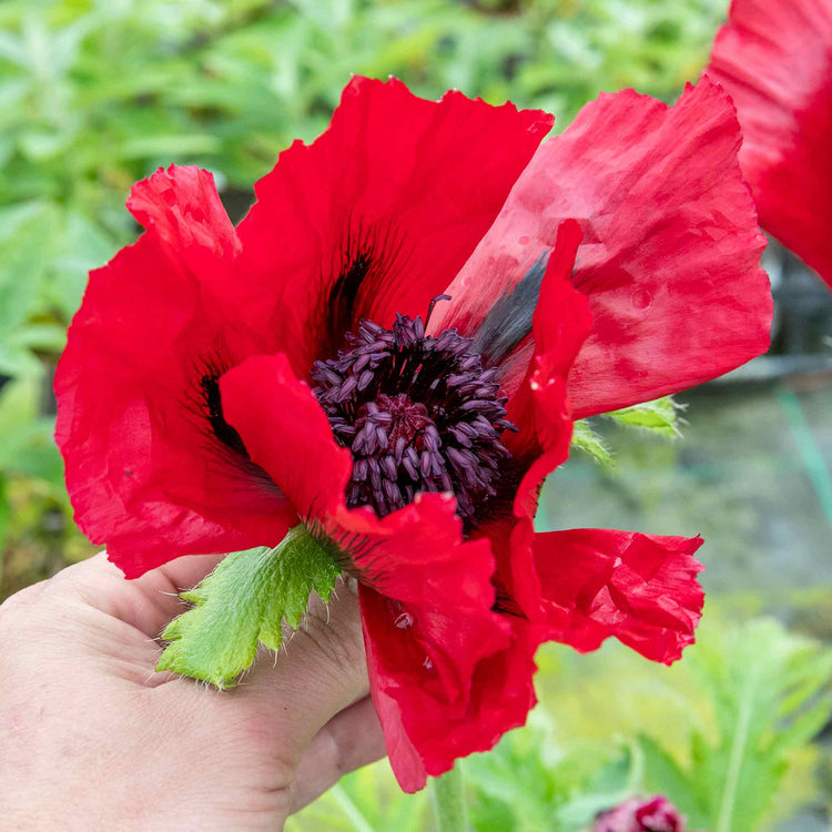 Papaver Plant 'Orientalis Beauty Livermere'